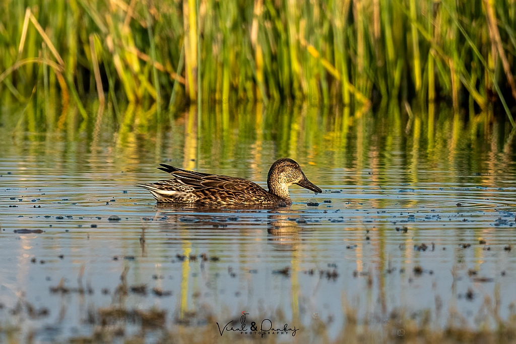 Common Teal
